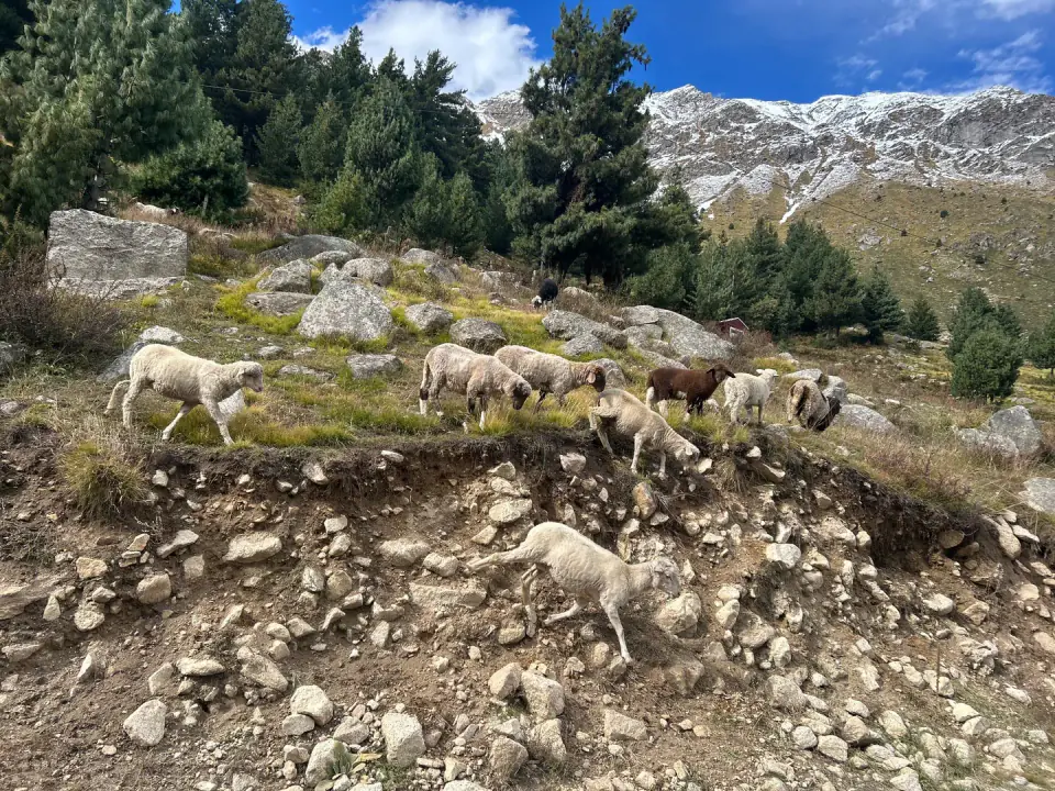 A flock of sheep grazing across a rocky green alpine slope in the high mountains.